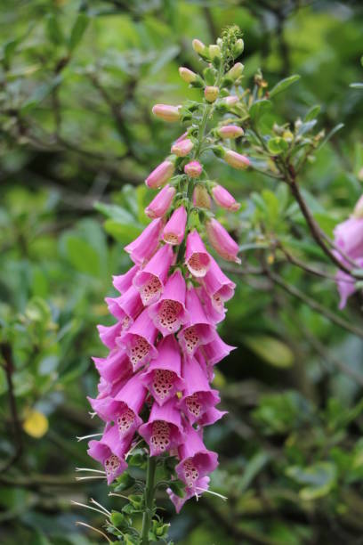istock Red thimble or Digitalis purpurea in summer 664047374