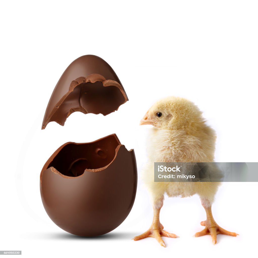 A chick looks inside a chocolate egg A chick looks inside a surprised chocolate egg Egg - Food Stock Photo