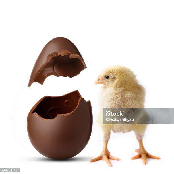 A Chick Looks Inside A Chocolate Egg Stock Photo - Download Image Now - Egg - Food, Chocolate, Remote Location