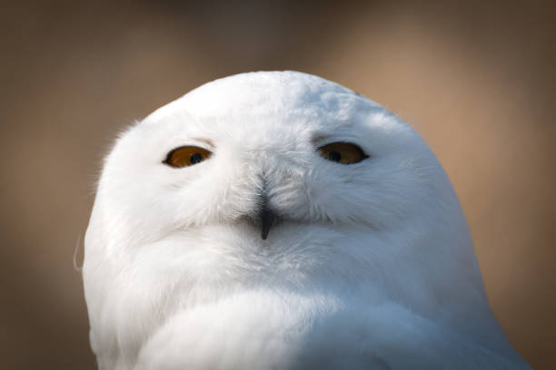 istock Snow owl in sharp  portrait with decent bokeh 664054544