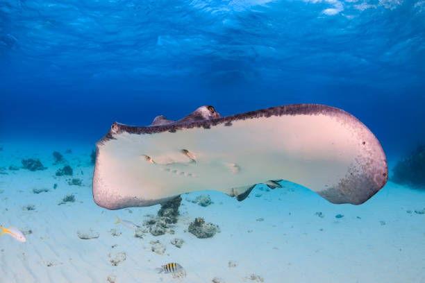 istock Stingray swimming over a sandy seabed 664054662