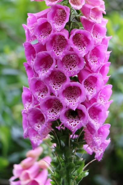 istock Close up of Digitalis purpurea 664054714