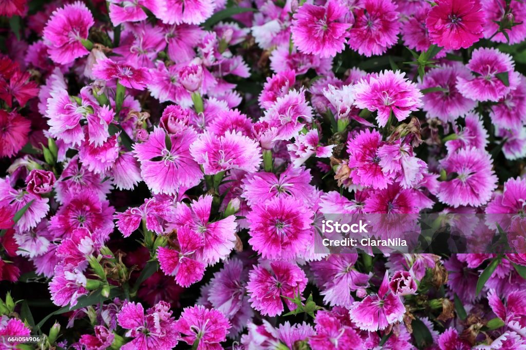 Dianthus barbatus in Hyde Park London, United Kingdom Beauty In Nature Stock Photo