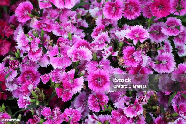 Dianthus Barbatus In Hyde Park London United Kingdom Stock Photo - Download Image Now