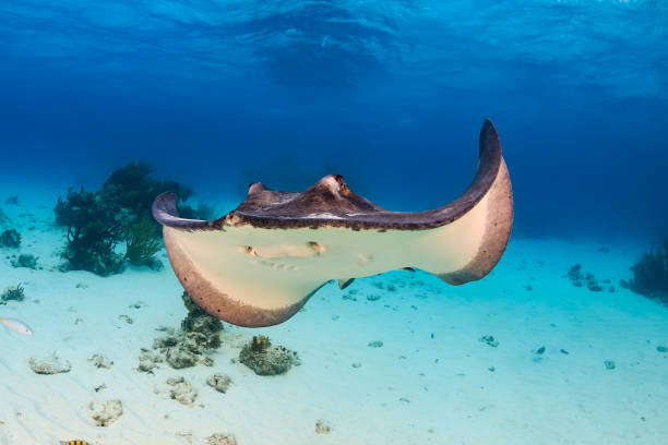 istock Stingray in a shallow lagoon 664055070