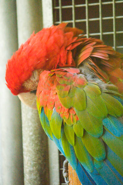 istock Detail of macaw feathers 664058880