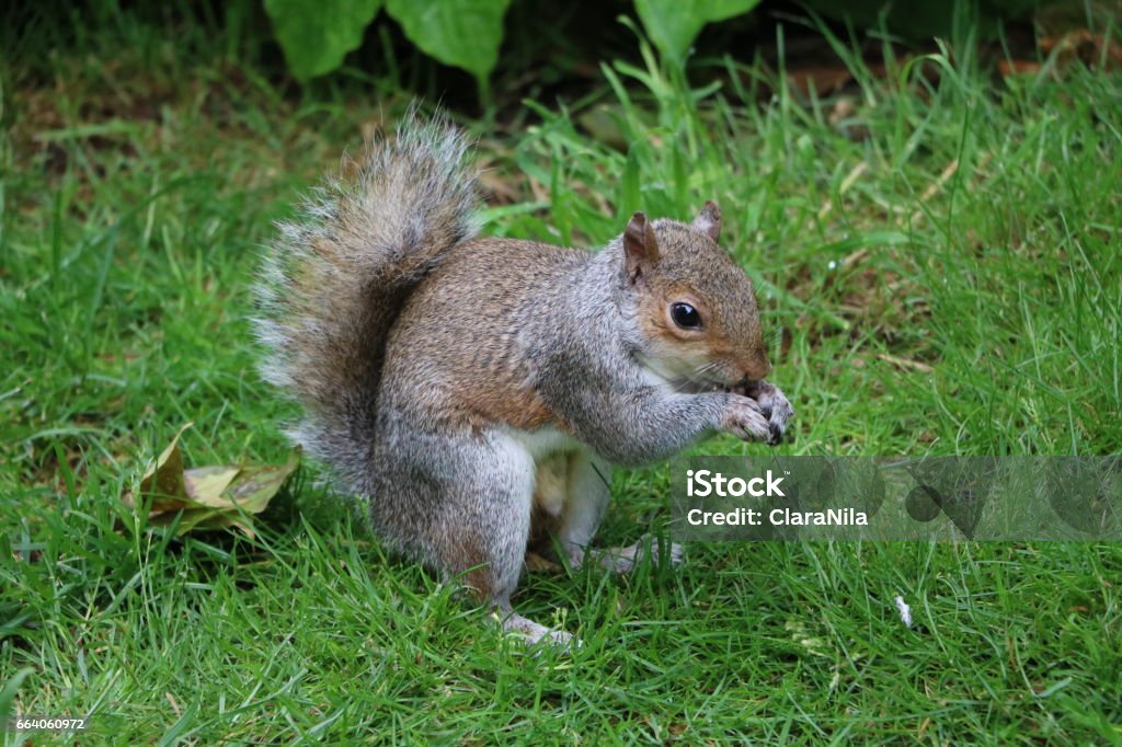 Gray squirrel eats nuts in Hyde Park London, United Kingdom Beauty In Nature Stock Photo