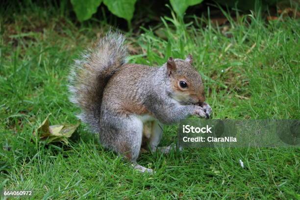 Gray Squirrel Eats Nuts In Hyde Park London United Kingdom Stock Photo - Download Image Now