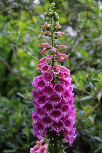istock Flowering red thimble in Hyde Park London, Great Britain 664061842