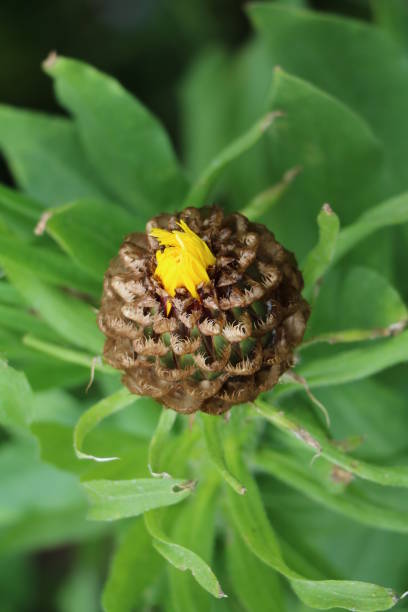 istock Centaurea macrocephala in Hyde Park London, United Kingdom 664061962