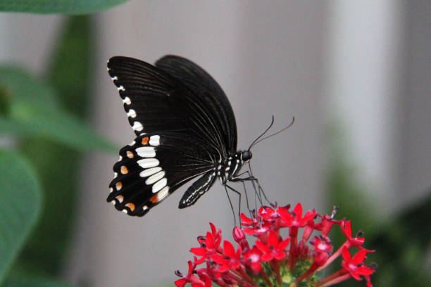 istock Lowi swallowtail and red flower 664062416