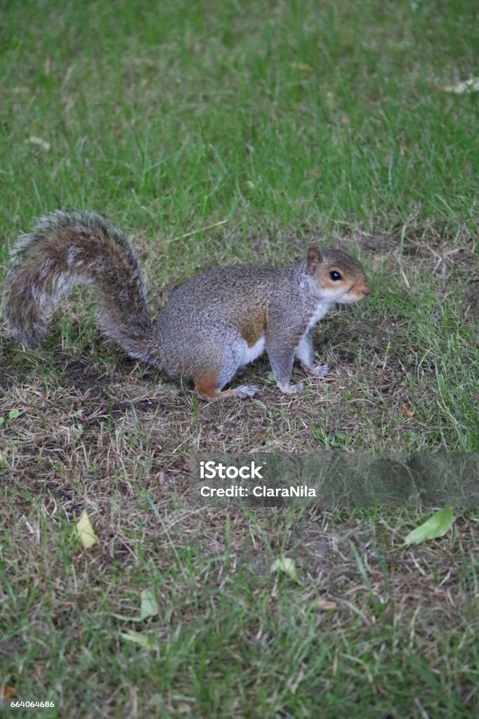 Gray Squirrel in St. James's Park in London, United Kingdom Animal Wildlife Stock Photo