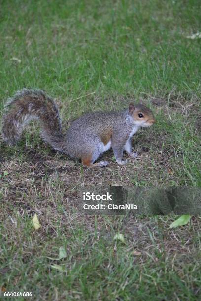 Gray Squirrel In St Jamess Park In London United Kingdom Stock Photo - Download Image Now