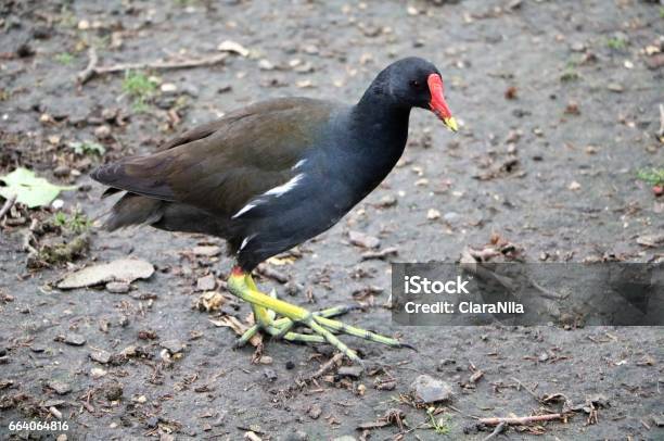 Moorhen In Hyde Park London United Kingdom Stock Photo - Download Image Now - Beauty In Nature, Horizontal, Hyde Park - London