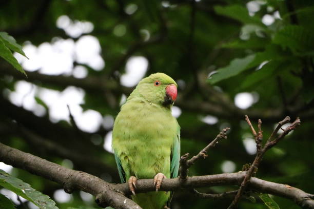 istock Psittacula krameri at Hyde Park in London, United Kingdom 664064982