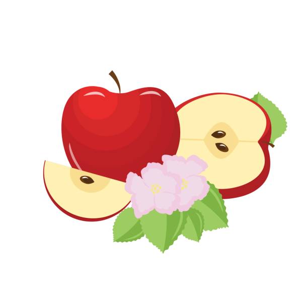 ilustrações, clipart, desenhos animados e ícones de maçã doce fatia e flor isolado no fundo branco. ilustração vetorial no estilo simples. - chunky heels