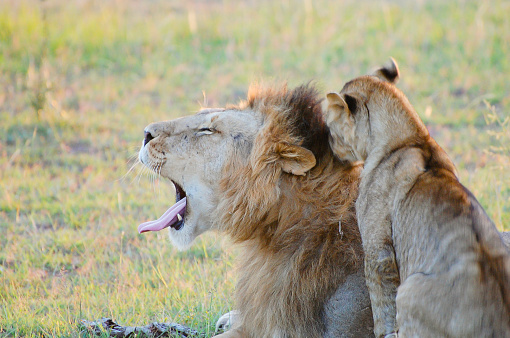 Lion Couple - Masai Mara - Kenya