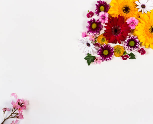 istock Flowers on a white board with space for copy 664071652