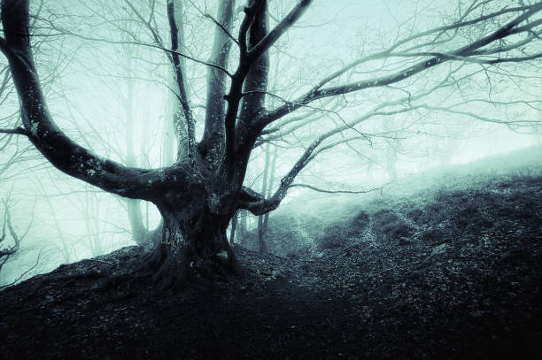 istock creepy tree in foggy forest 664080902