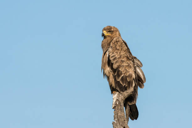 Perfect Perch Steppe Eagle on perch steppe eagle aquila nipalensis stock pictures, royalty-free photos & images