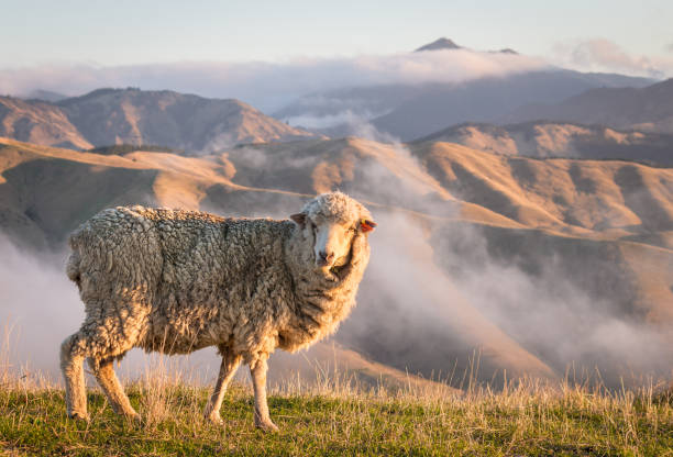 closeup of grazing merino sheep with mountains at sunset