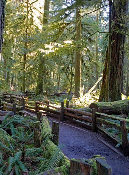 istock Wet trail in the rainforest Cathedral Park,    British Columbia 664084678