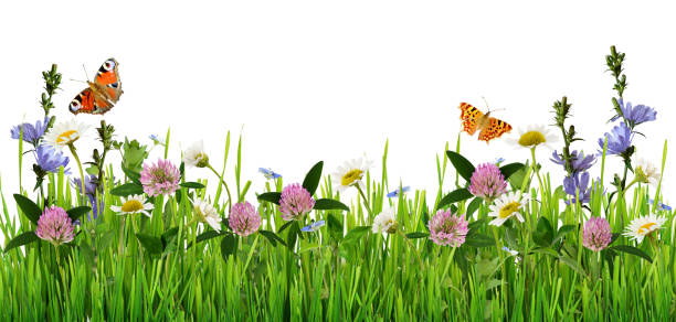 istock Grass and wild flowers border with butterflies 664087098