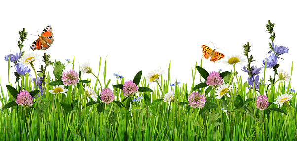 Grass and wild flowers border with butterflies on white background