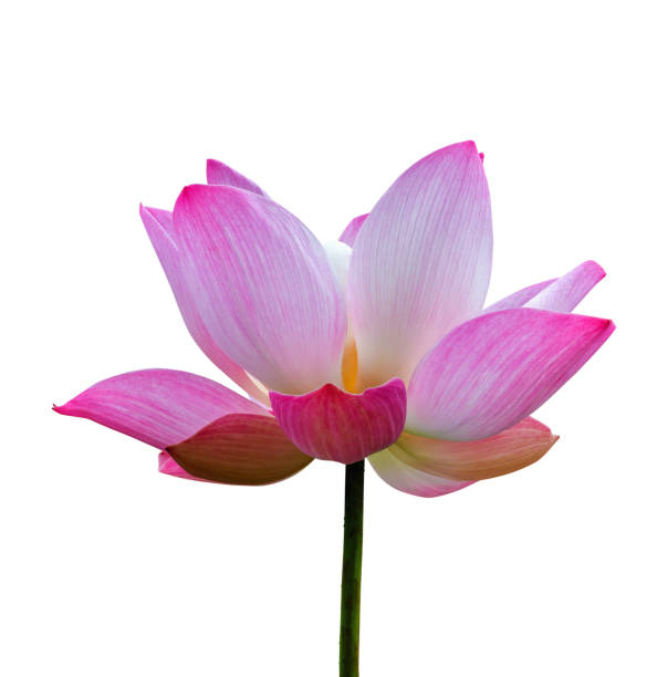 istock Lotus flower plant isolated on white, Clipping path 664087942