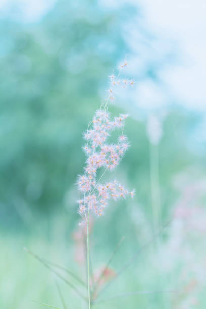 istock Flower grass in outdoor, vintage background 664087986