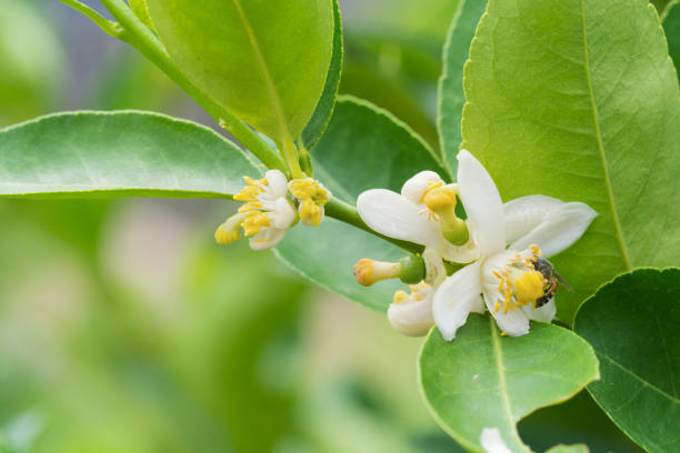istock Flower of lemon tree branch 664088026