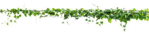 istock Vines on poles, plant on white background 664090226