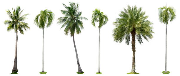 istock Palm trees isolated collection on white background 664090398