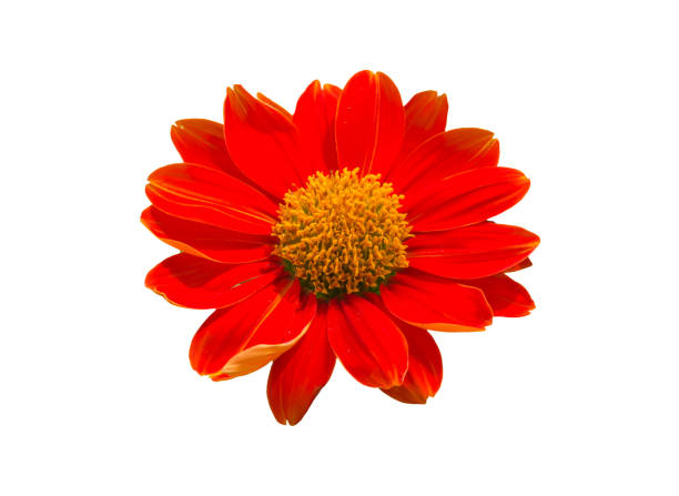 istock red gerbera isolated on white background. Clipping path 664090492