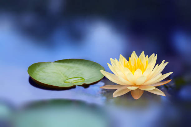 istock Lotus flower yellow color in night 664090532