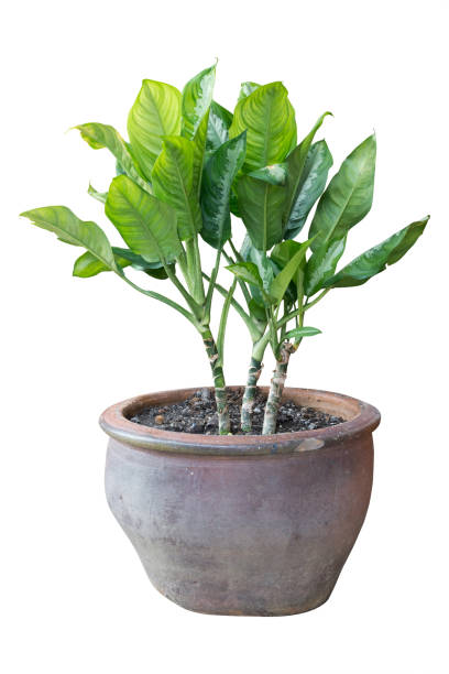 istock Interior and outside plant tree in a pot isolated on white background for interior design house plant pot design, clipping path included. 664091288
