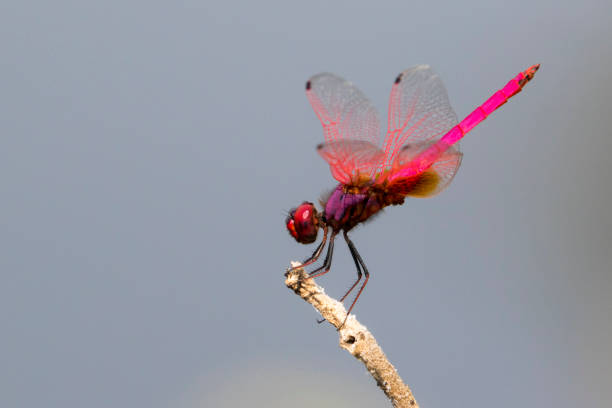 istock mage of dragonfly perched on a tree branch on nature background. Insect Animals. 664103566