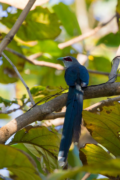 istock Image of bird perched on a tree branch. (Green-billed Malkoha, Phaenicophaeus tristis) Wild Animals. 664106908