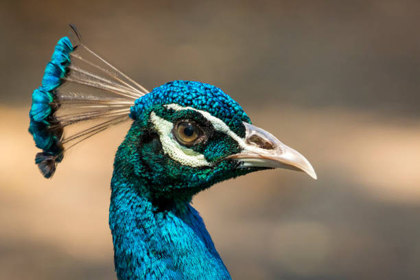 istock Image of a peacock head on nature background. wild animals. 664106936