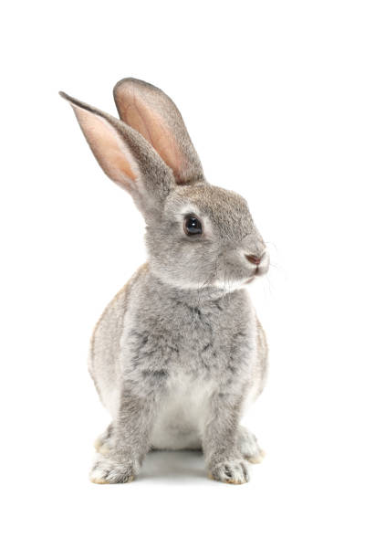 istock Grey baby rabbit  isolated on white background 664113056