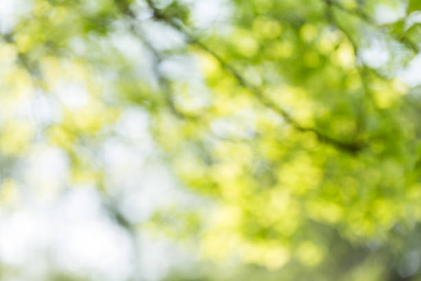 green leaves budding in spring stock photo