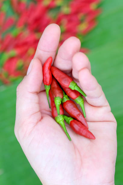 istock Red hot chili peppers 664127880