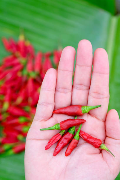 istock Red hot chili peppers 664128060