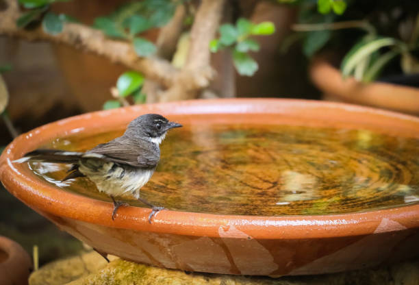 istock Pied fantail 664135720