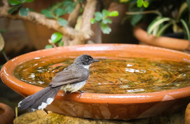 istock Pied fantail 664135896