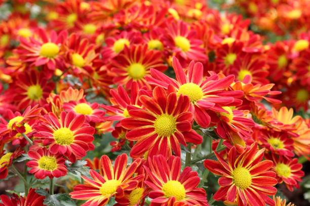 istock Beautiful red chrysanthemum in the park 664141440