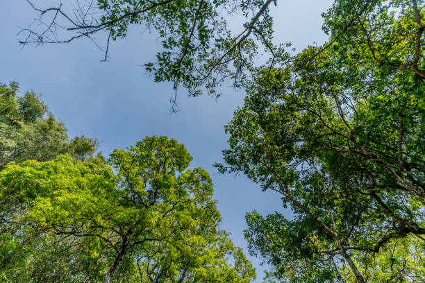 istock Top of the trees 664141478
