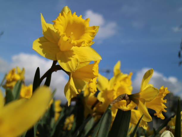 istock Daffodils in full bloom in front of a blue sky 664141968