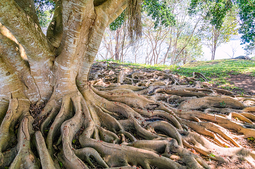Big tree root