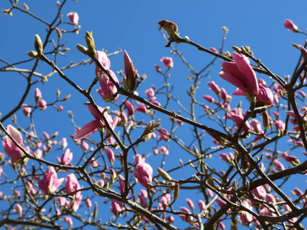 istock Pink Magnolia blossoms in front of a blue sky 664144772